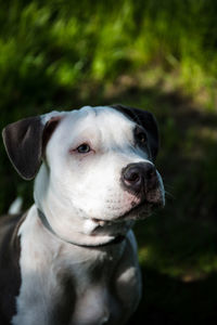 Close-up portrait of a dog looking away