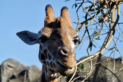 Close-up of giraffe against sky