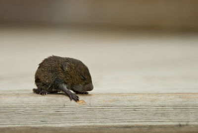 Close-up of mice on wood