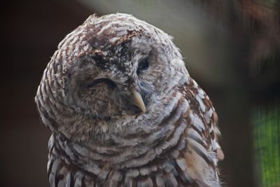 Close-up of owl