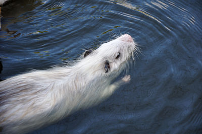 one animal