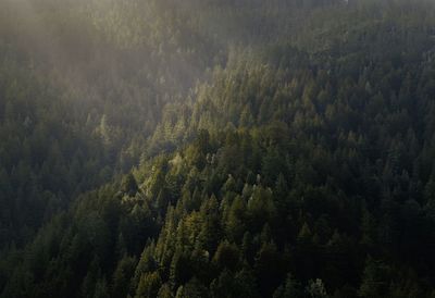 High angle view of trees in forest
