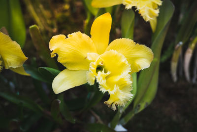 Close-up of yellow flower