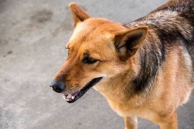 Close-up of dog