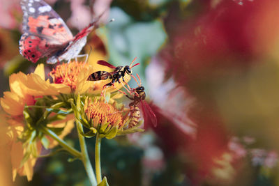 Close-up of insect on flower