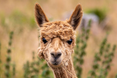 Alpacas who like to be photographed