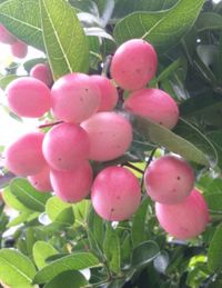 Close-up of fruits on tree