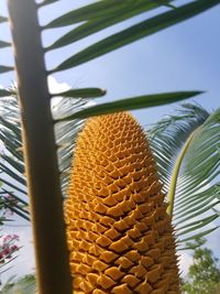 Low angle view of palm tree against sky