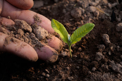 Close-up of hand holding small plant