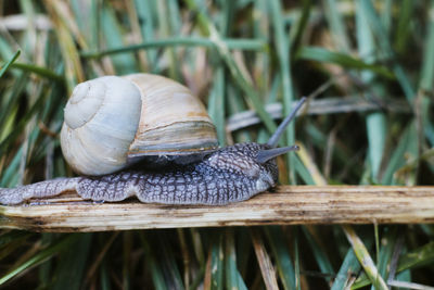 Close-up of snail on plant