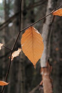 Close-up of dry leaf against blurred background