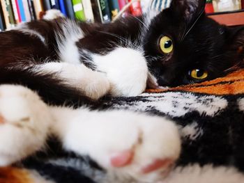 Close-up portrait of a cat at home