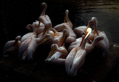 View of birds in lake