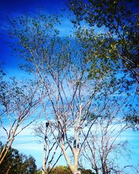 Low angle view of trees against blue sky