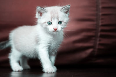 White cute luminous kitten with blue eyes stands on a dark background and looks at the camera