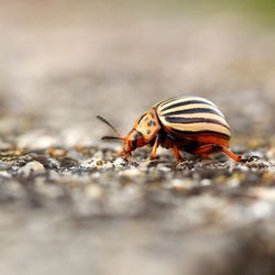 Close-up of insect on rock