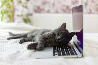 A gray fluffy maine coon kitten lies on the bed and on the laptop keyboard. pet and gadgets.