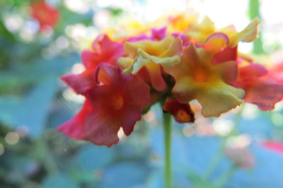 Close-up of flowers blooming outdoors