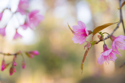Close-up of pink flowers blooming on tree
