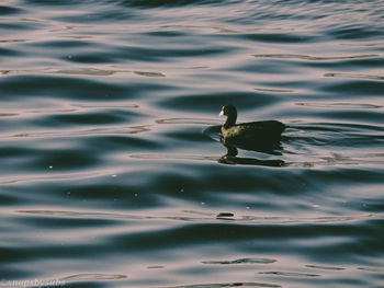 High angle view of bird swimming in lake
