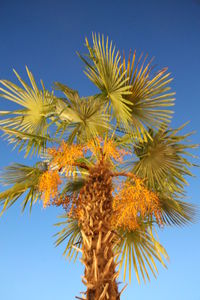 Low angle view of flower tree against clear blue sky