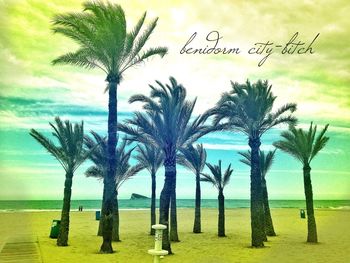 Palm trees on beach