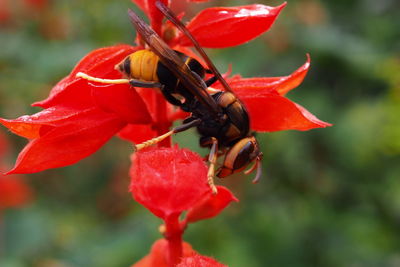 Close-up of insect on red flower