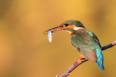 Close-up of bird perching on branch