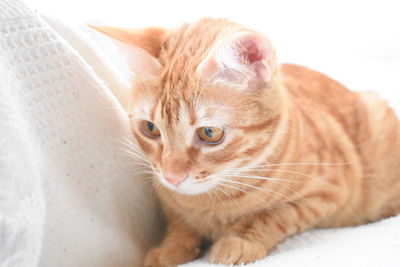 Close-up portrait of a cat