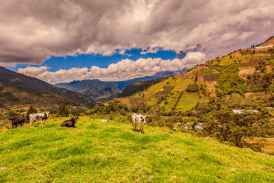 Cows grazing on field against sky