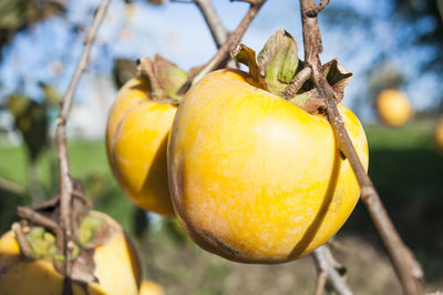 Close-up of persimmons growing on branch