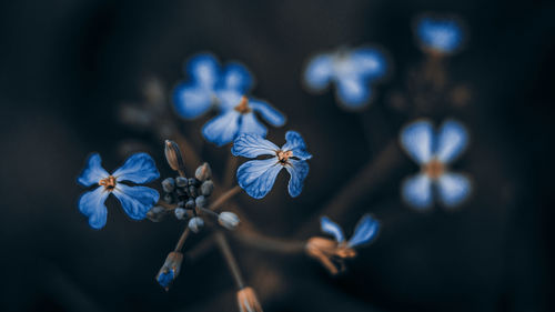 Close-up of flowers against blurred background