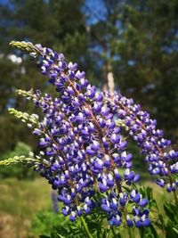 Close-up of purple flowering plants on field