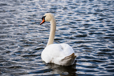 Swan swimming in lake