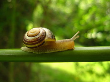 Close-up of snail on leaf