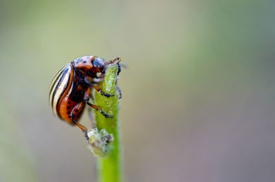 Close-up of insect