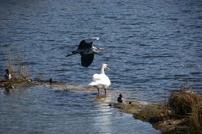 Birds flying over lake