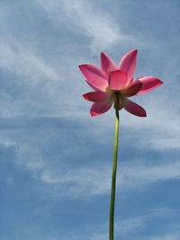 Low angle view of pink flowering plant against sky