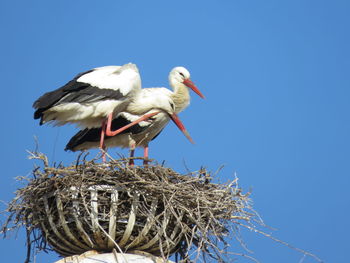 Low angle view of birds in nest against clear blue sky