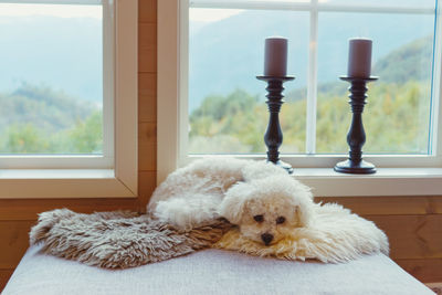 A bichon frise dog waits patiently for his favorite person to return 