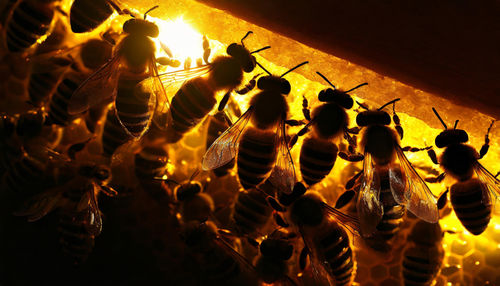 Closeup view of bees creating a honeycomb of wax to product honey from the nectar. beehive cells