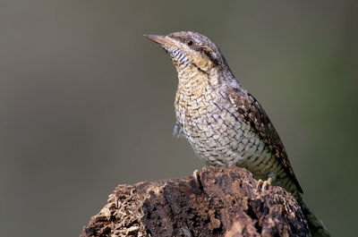 Close-up of bird on rock