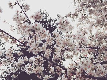 Low angle view of cherry blossoms