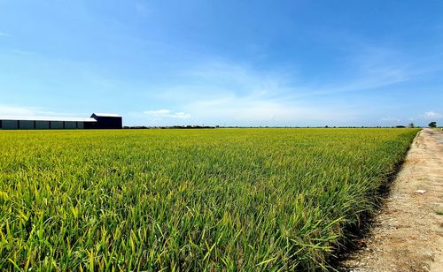 Scenic view of agricultural field against blue sky