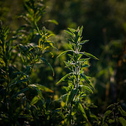 Close-up of plant growing on field