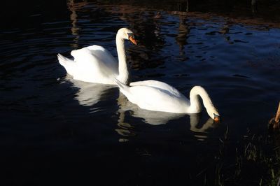 Swan floating on lake