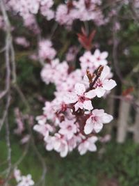 Close-up of pink cherry blossoms