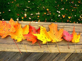 High angle view of autumn leaves on wood