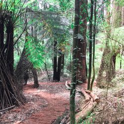 Trees in forest