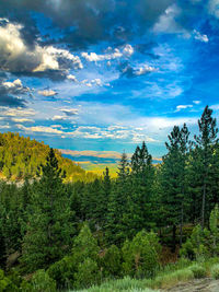 Scenic view of pine trees against sky